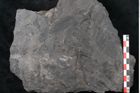 Foto (Detailansicht) von Noeggerathia palmaeformis Goeppert (NHMW-GEO-2024-0188-10734)